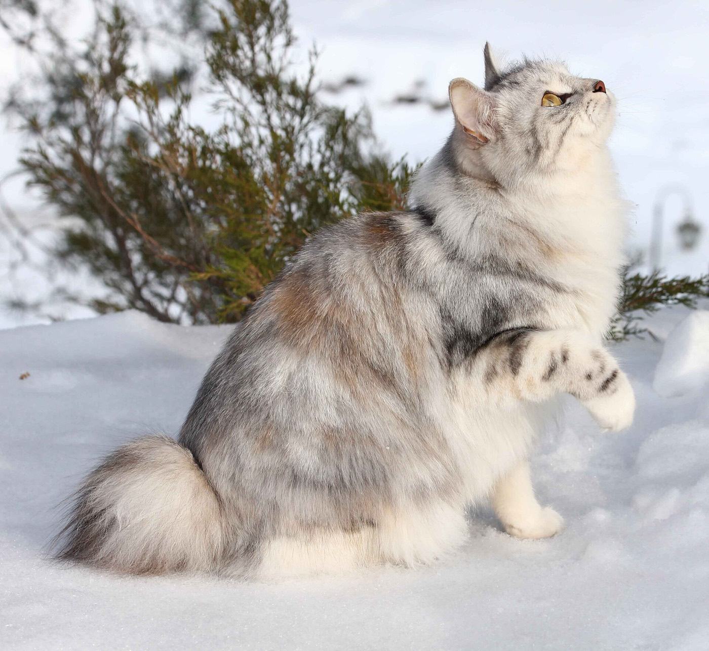 Un Kurilian Bobtail à poil long assis dans la neige, la queue en pompon bien visible