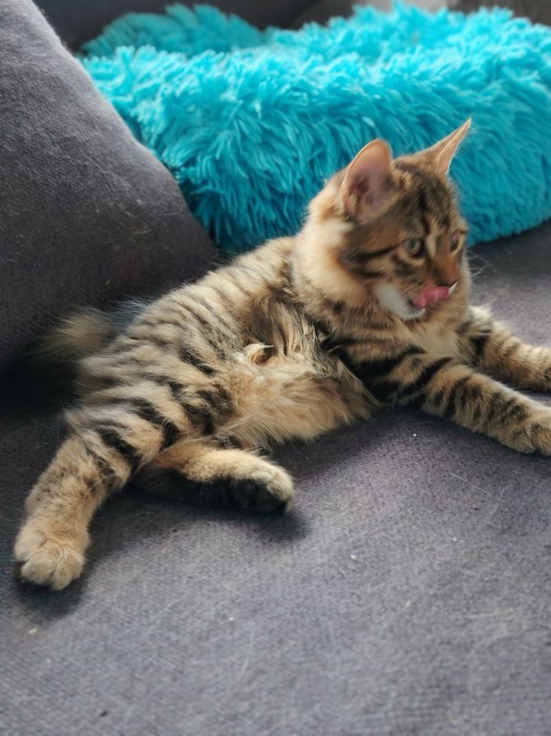 Bagheera couchée, le regard vers l’objectif