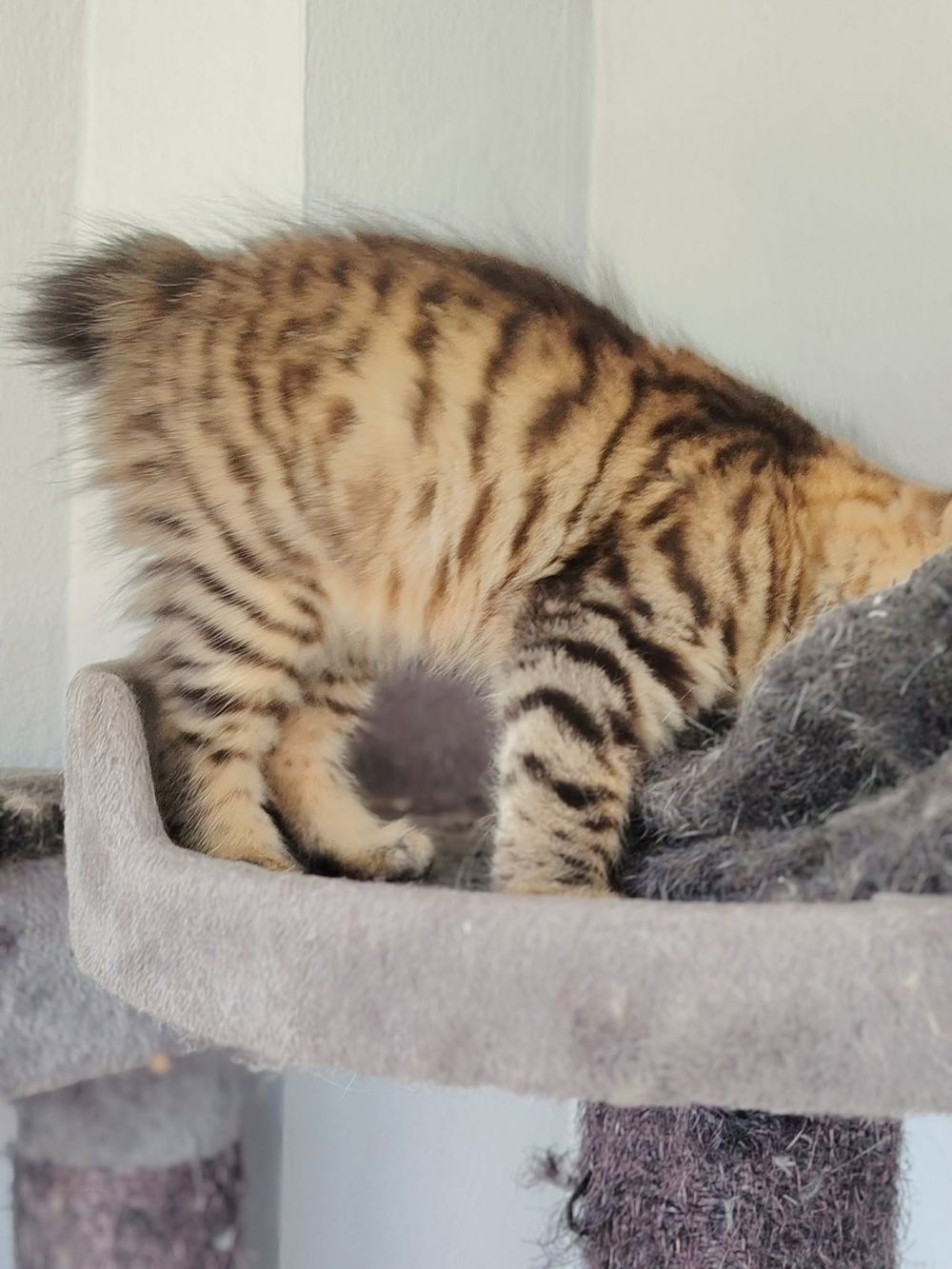 Balthasar debout sur l’arbre à chat, la queue en pompon bien visible