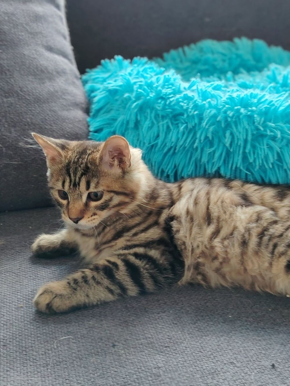 Balthasar, chaton Kurilian Bobtail black mackerel, couché sur un canapé