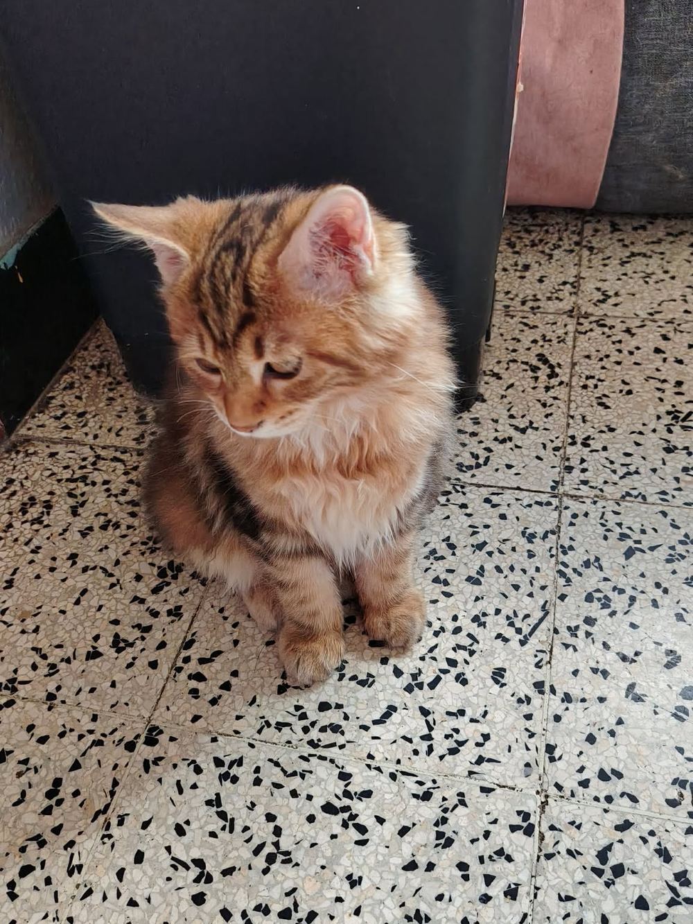 Bastet debout sur le sol moucheté