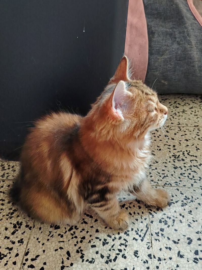 Bastet de profil, la tête tournée vers le haut