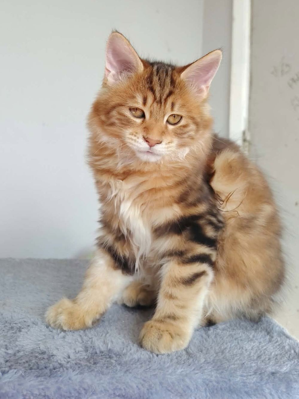 Bastet, a black blotched Kurilian Bobtail kitten sitting on a cat tree, looking at the camera