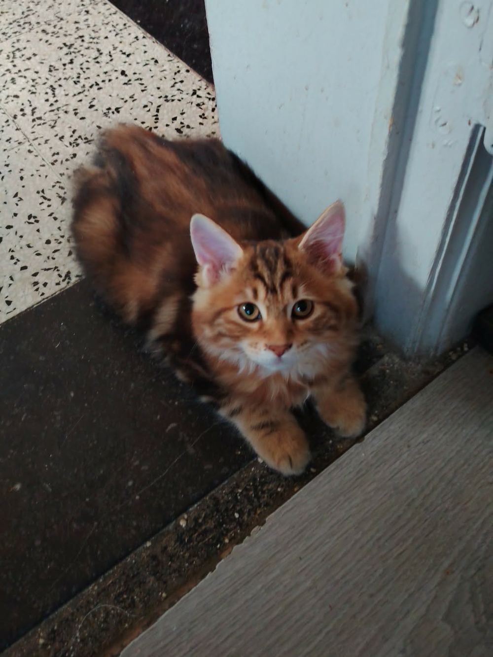Bastet, chatonne Kurilian Bobtail black blotched, assise et levant les yeux vers l’objectif