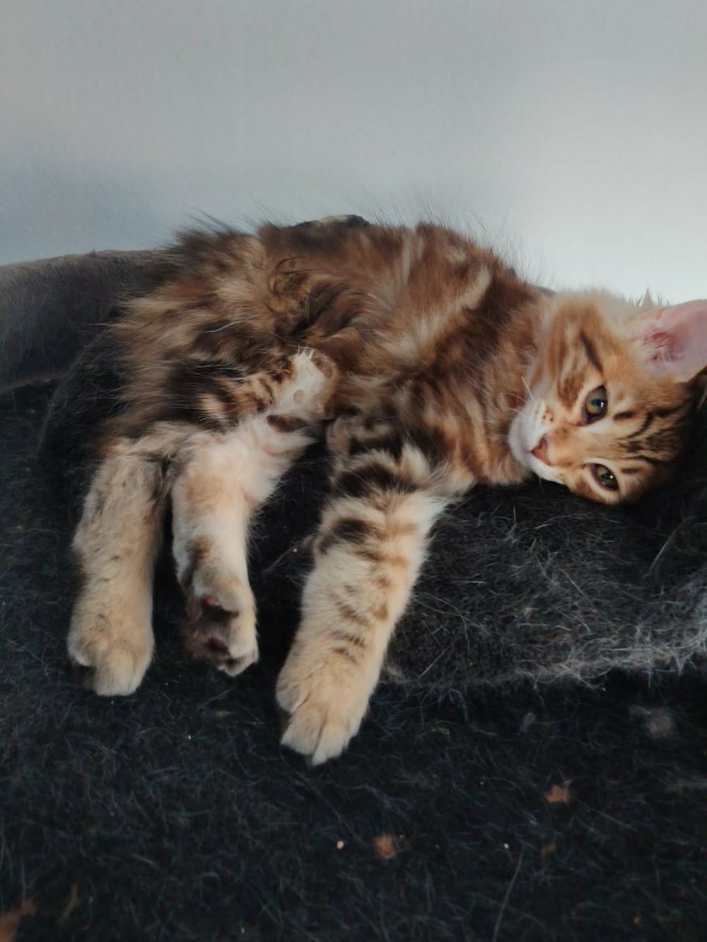 Berlioz, le chaton parti dans la famille de Karel M.