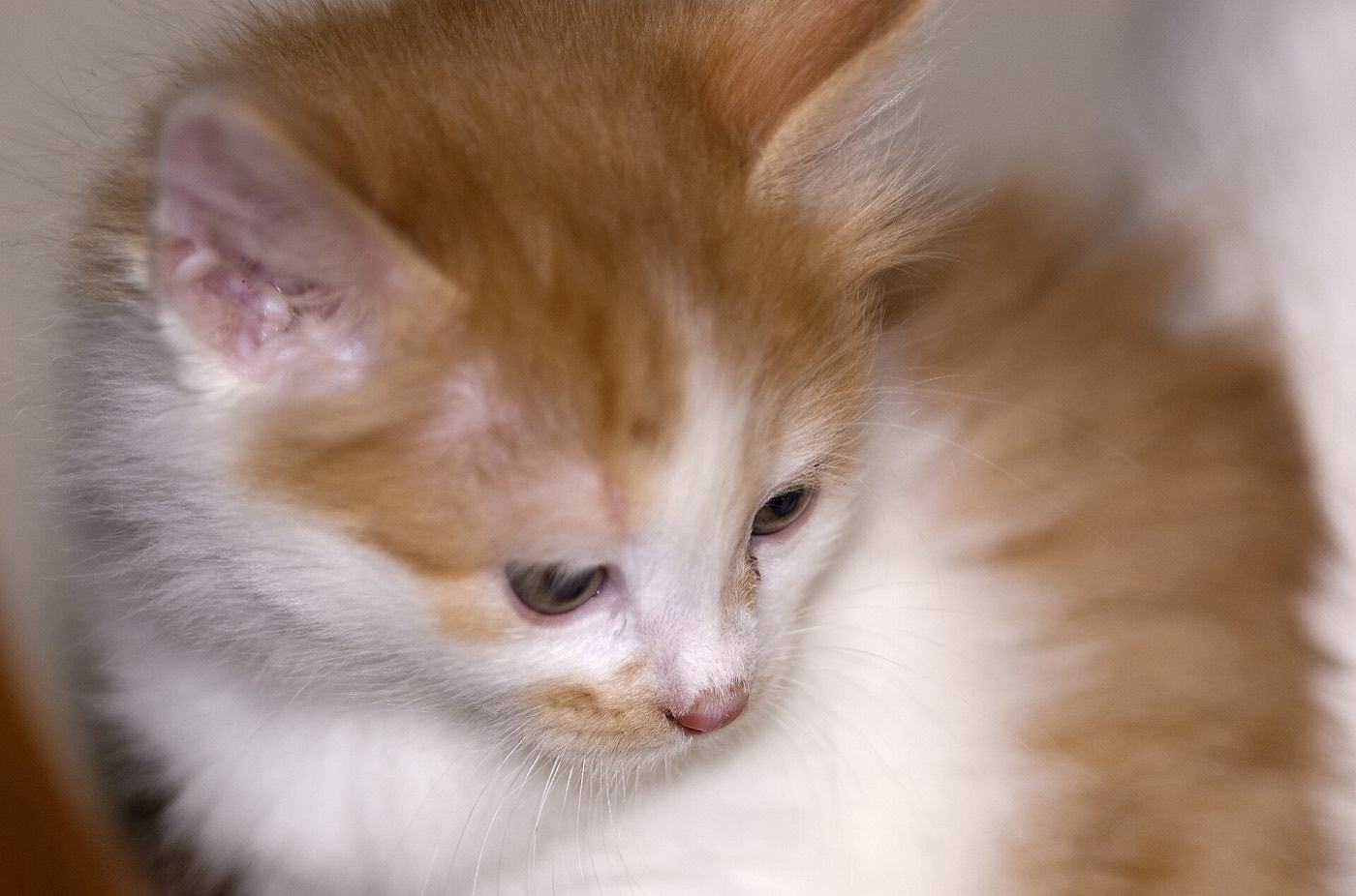 Chaton Kurilian Bobtail roux et blanc, de profil