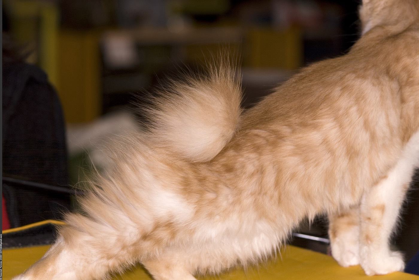 Gros plan sur la queue en pompon d’un Kurilian Bobtail roux