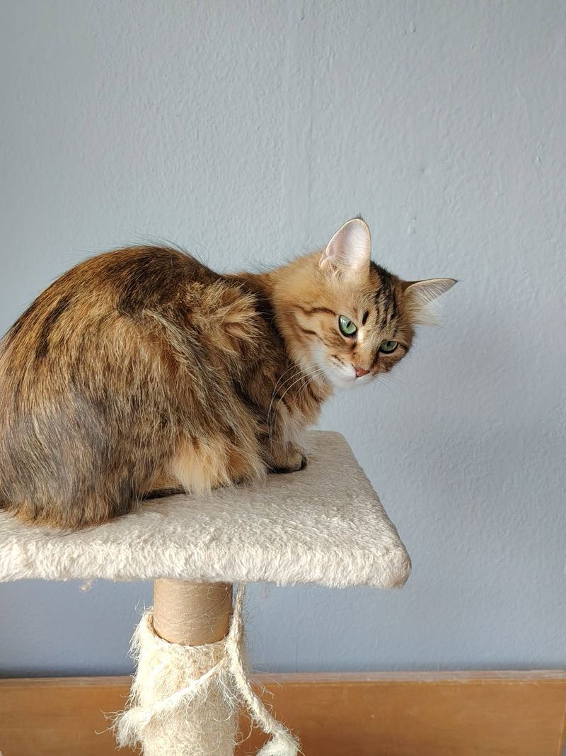 Xena debout sur l’arbre à chat, regardant l’objectif