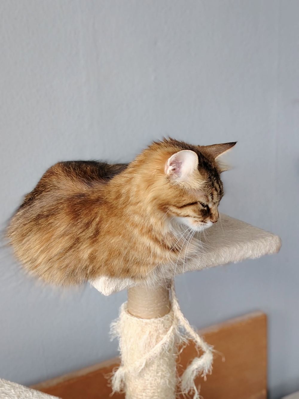 Xena, la mère, chatte Kurilian Bobtail black spotted, en profil sur un arbre à chat